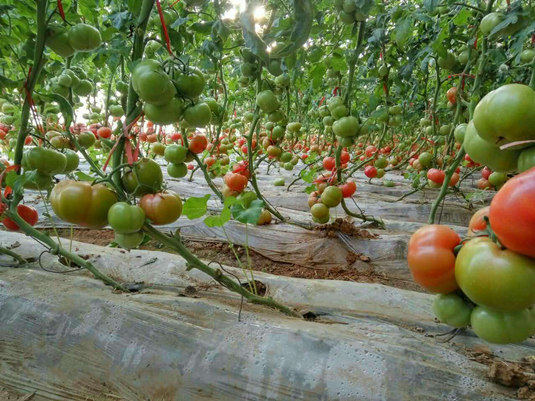 成都利生化工有限公司合作客戶(hù)